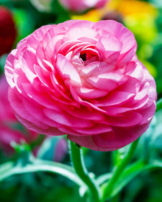 Ranunculus 'Elegance® Rosa'