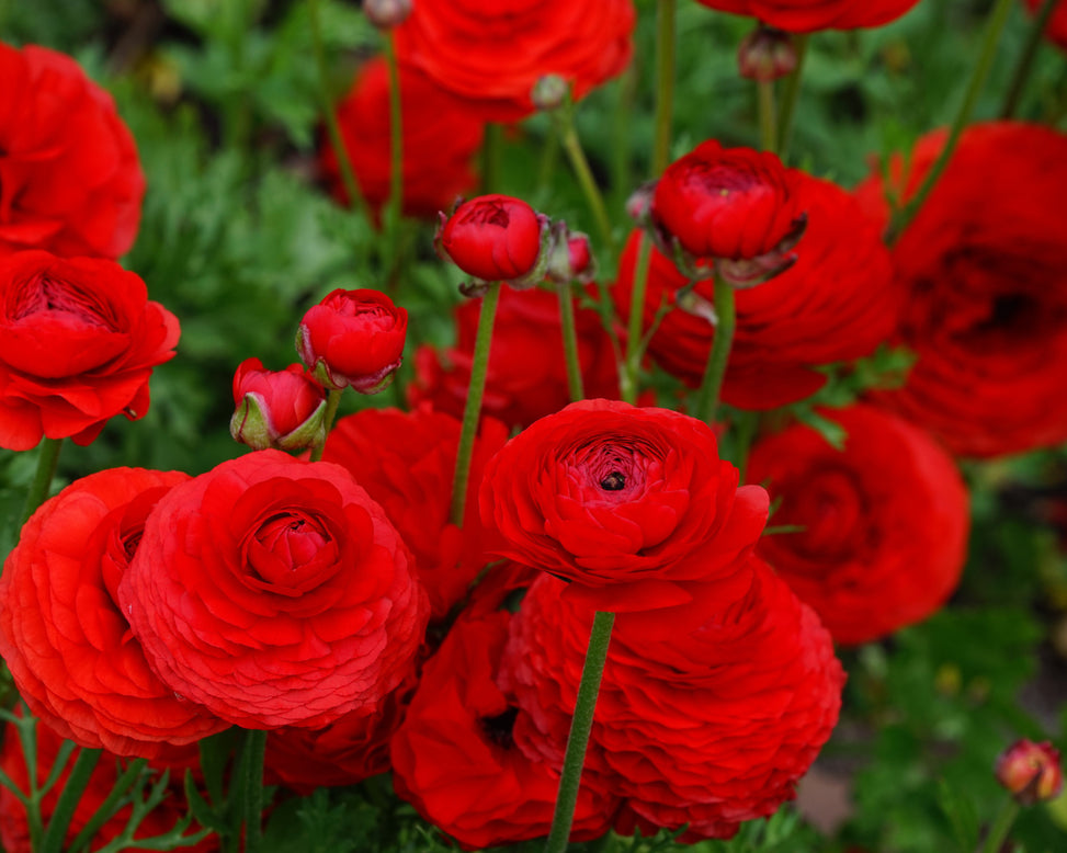 Ranunculus 'Elegance® Rosso'