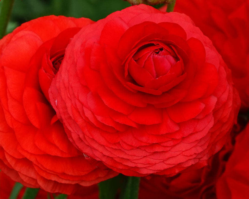 Ranunculus 'Elegance® Rosso'