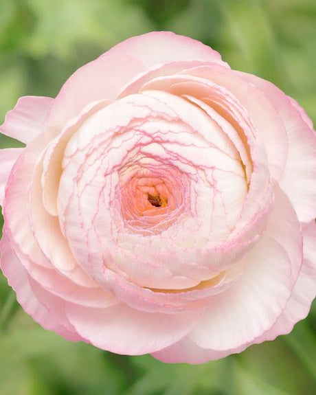 Ranunculus 'Elegance® Bianco Sfumato'