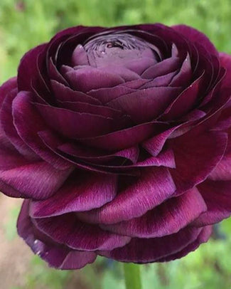 Ranunculus 'Elegance® Viola'