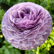 Ranunculus