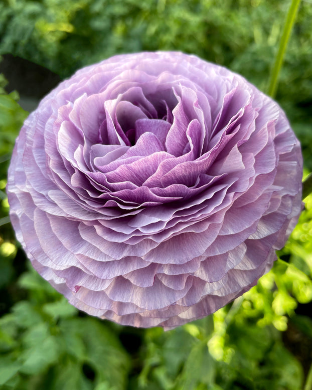 Ranunculus 'Elegance® Malva'