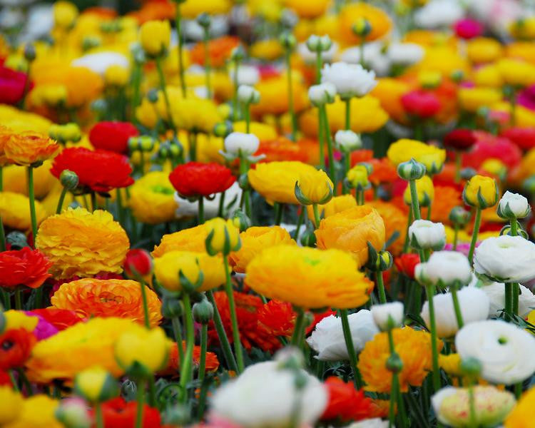 Ranunculus 'Mixed'