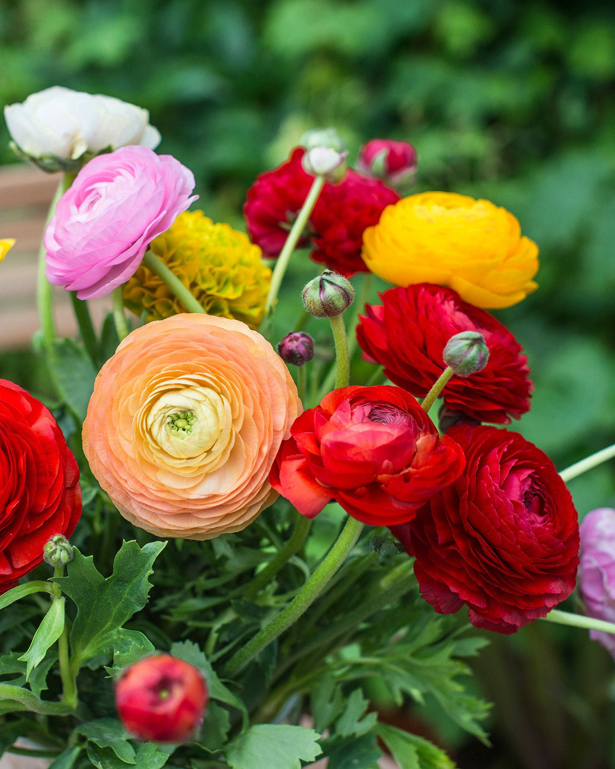 Mixed Coloured Ranunculus Bulbs — Buy Mixed 'Persian Buttercups' online
