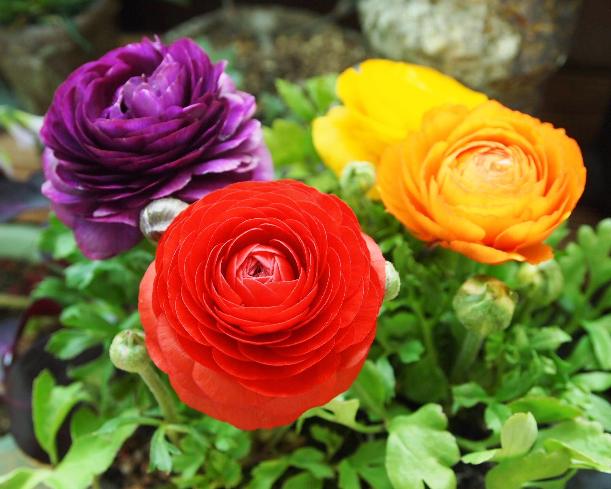 Mixed Coloured Ranunculus Bulbs — Buy Mixed 'Persian Buttercups' online