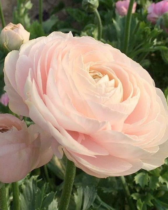 Ranunculus 'Elegance® Pastello'