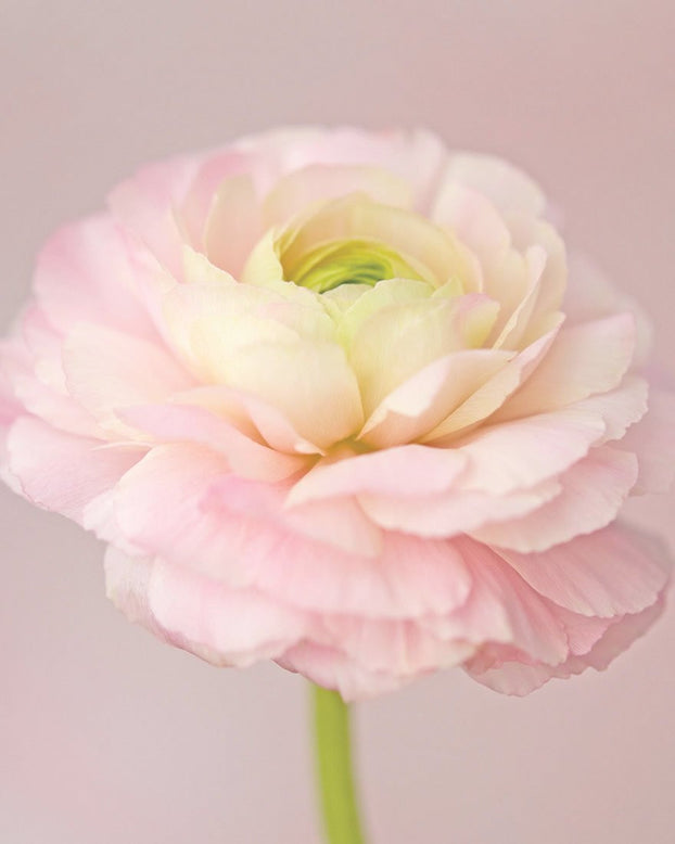 Ranunculus 'Elegance® Pastello'