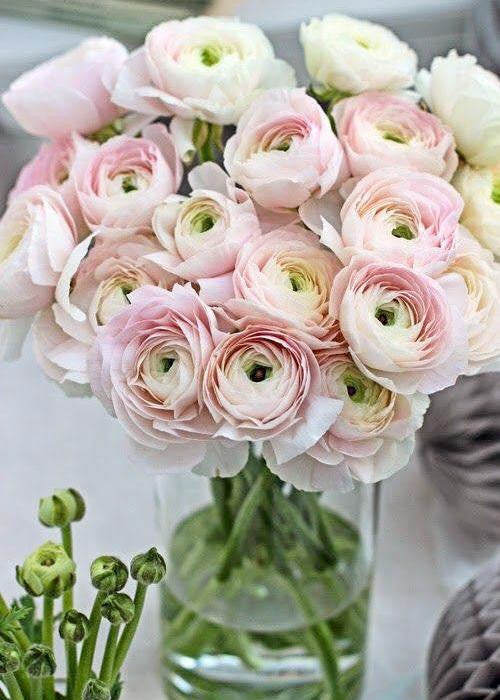 Ranunculus 'Elegance® Pastello'