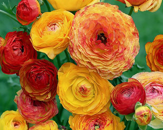 Ranunculus 'Picotee Orange'