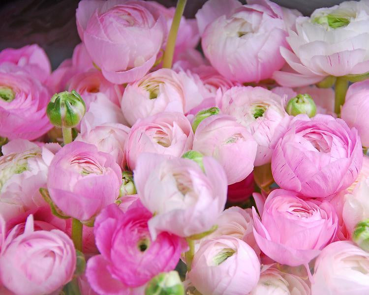 Ranunculus 'Pink'