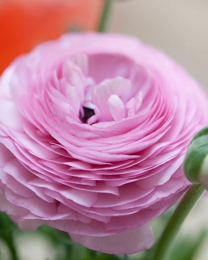 Ranunculus 'Pink'