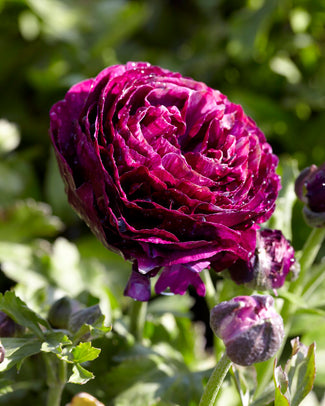 Ranunculus 'Aviv Purple'