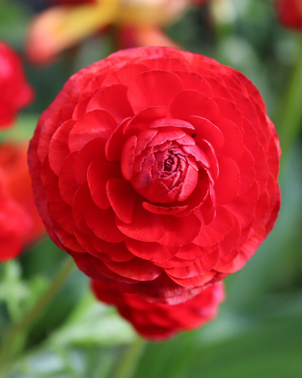 Ranunculus 'Red'