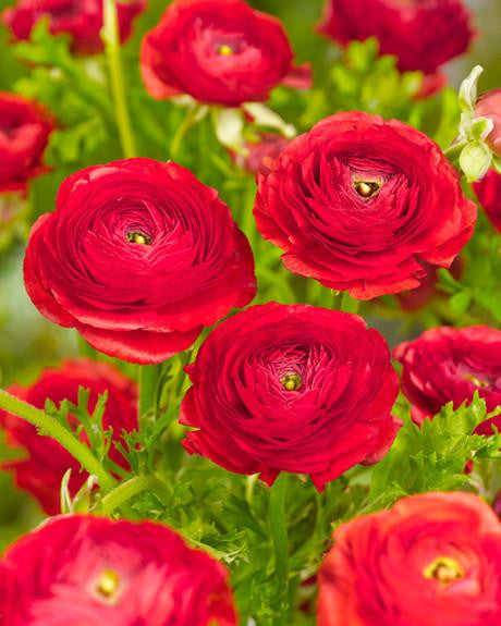 Ranunculus 'Red'