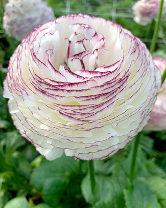 Ranunculus 'Elegance® Striato Bianco'