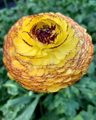 Ranunculus 'Elegance® Striato Giallo'