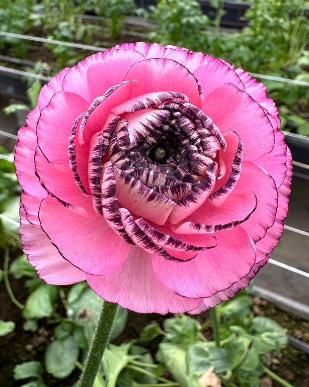 Ranunculus 'Elegance® Striato Rosa'