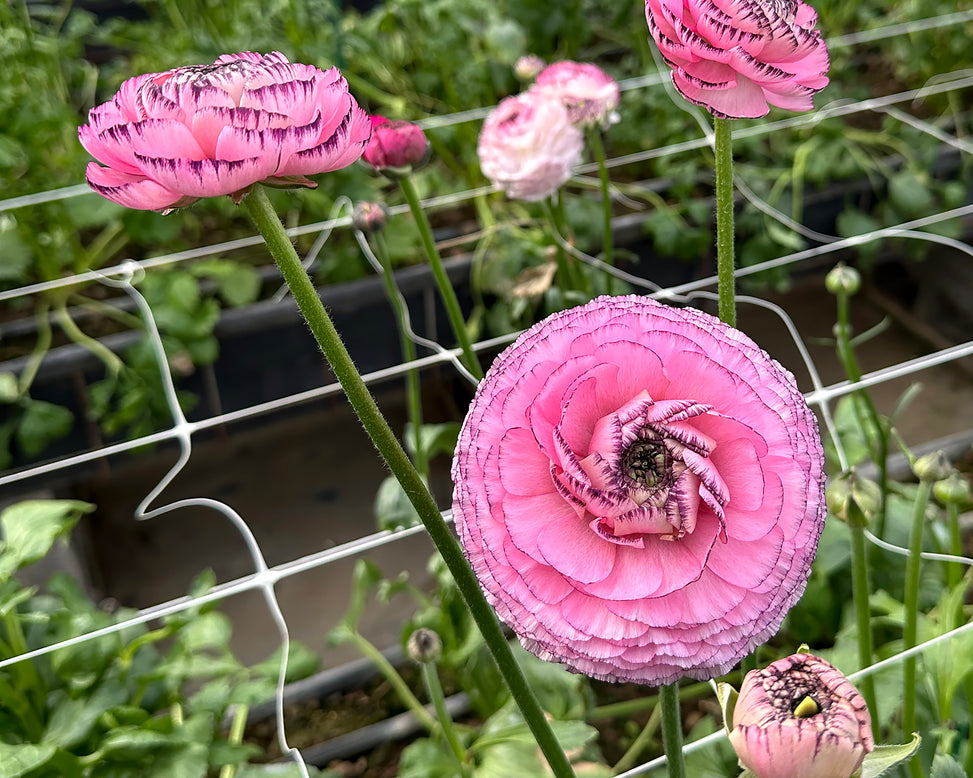 Ranunculus 'Elegance® Striato Rosa'