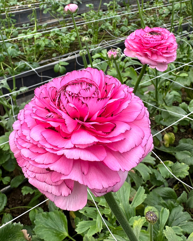 Ranunculus 'Elegance® Striato Rosa'