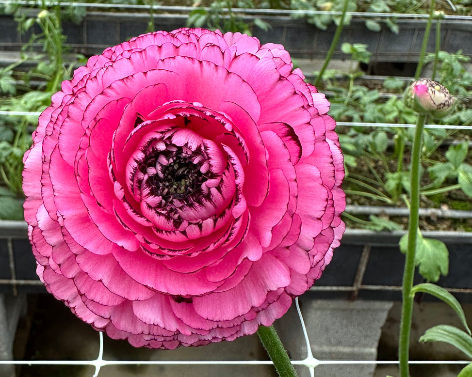 Ranunculus 'Elegance® Striato Rosa'