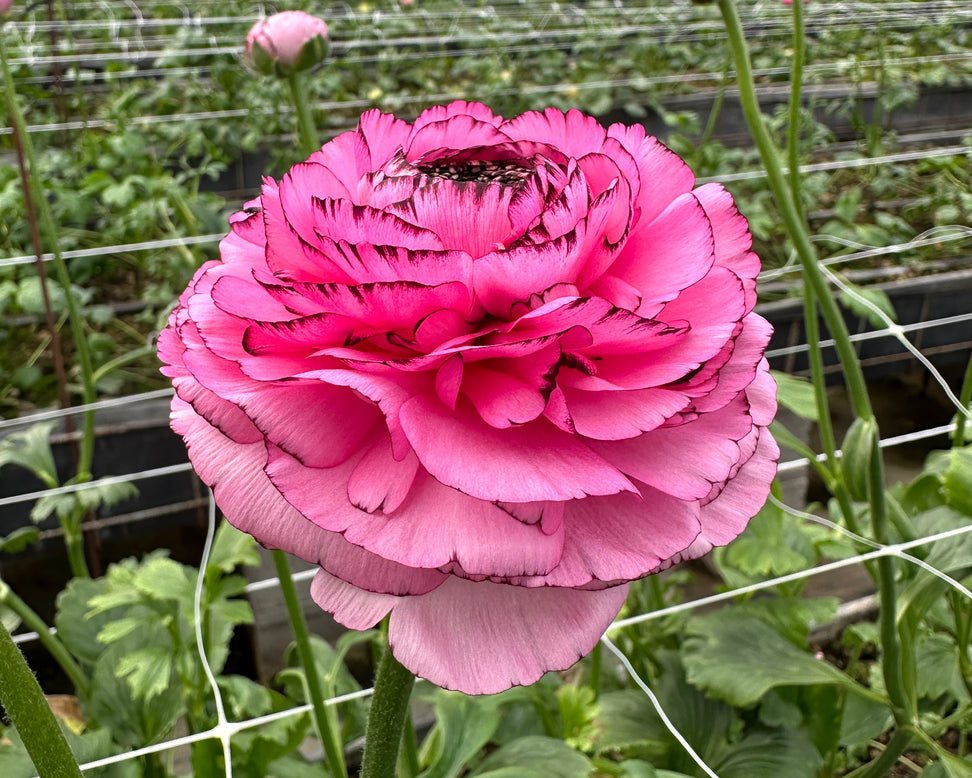 Ranunculus 'Elegance® Striato Rosa'