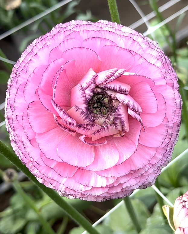 Ranunculus 'Elegance® Striato Rosa'