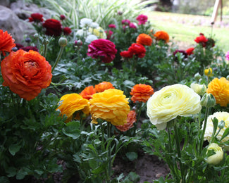 Ranunculus 'Tomer Mix'