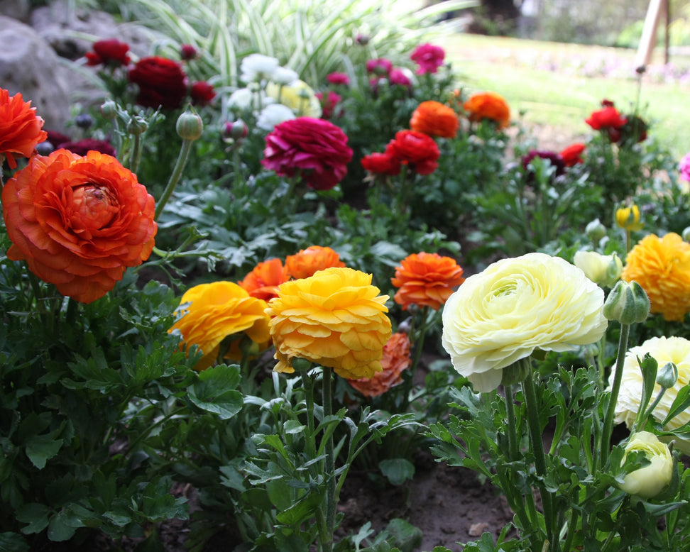 Ranunculus 'Tomer Mix'