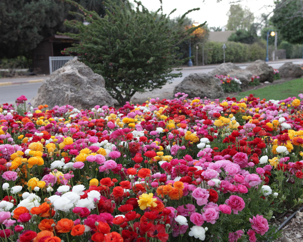 Ranunculus 'Tomer Mix'