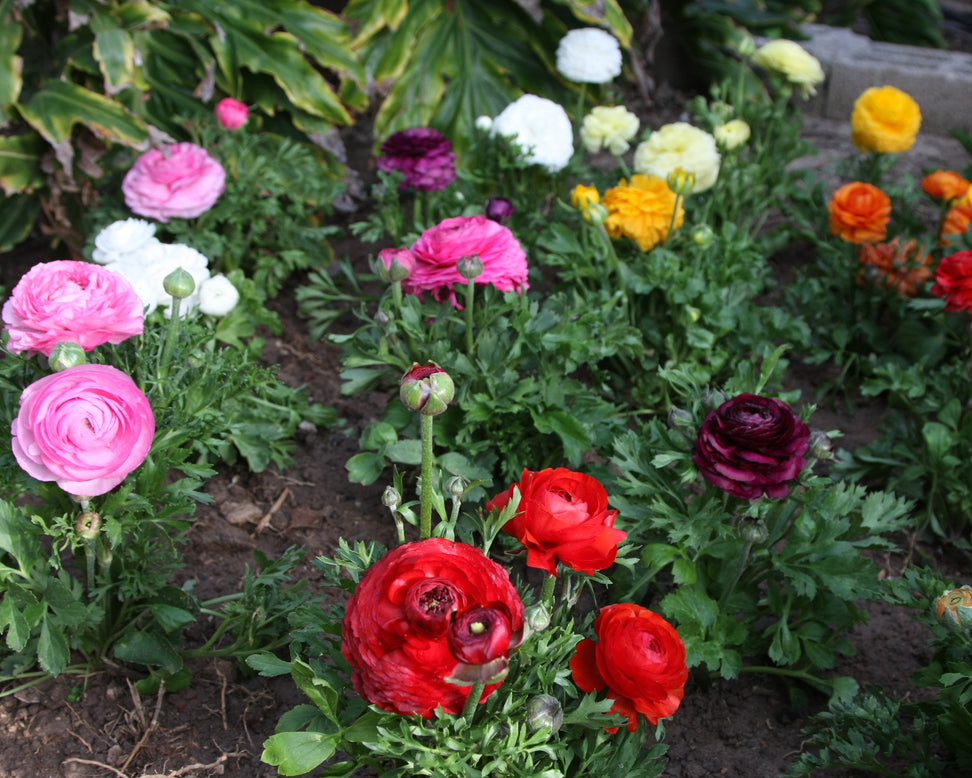 Ranunculus 'Tomer Mix'