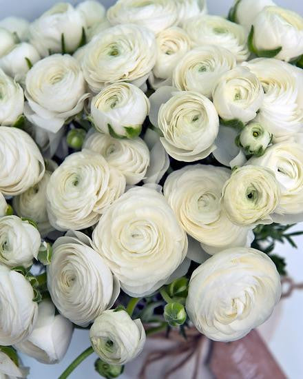 Ranunculus 'White'