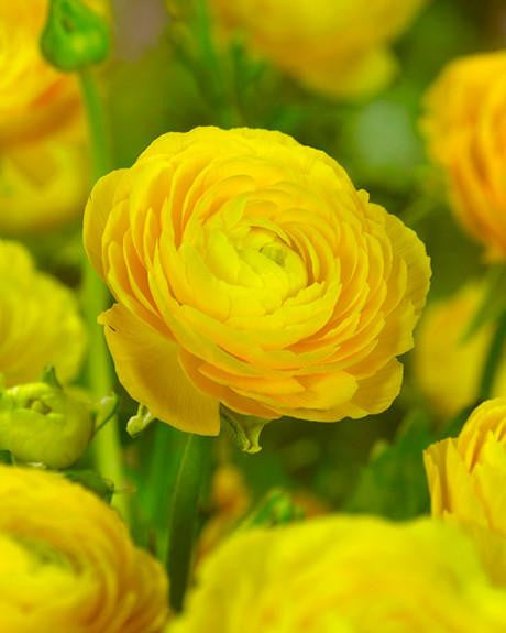 Yellow Ranuncullus Yellow Ranunculus Bulbs — Buy Yellow 'Buttercups' online at Farmer Gracy UK