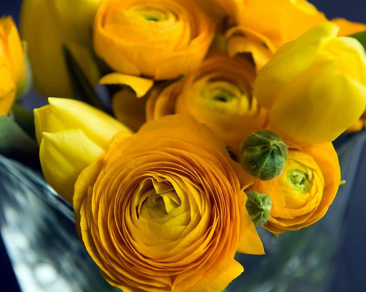 Ranunculus 'Yellow'