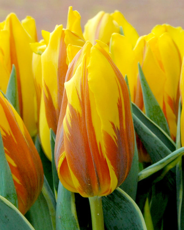 Tulip 'Ravana'