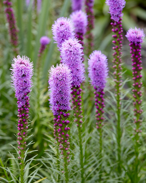 Liatris spicata