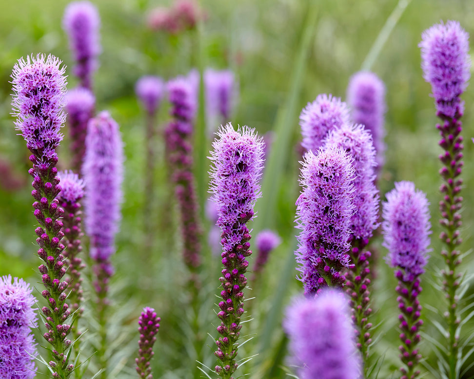 Liatris spicata