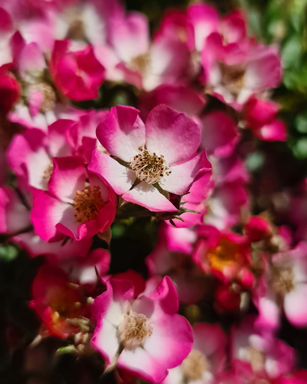 Rosa 'Cutie Pie'