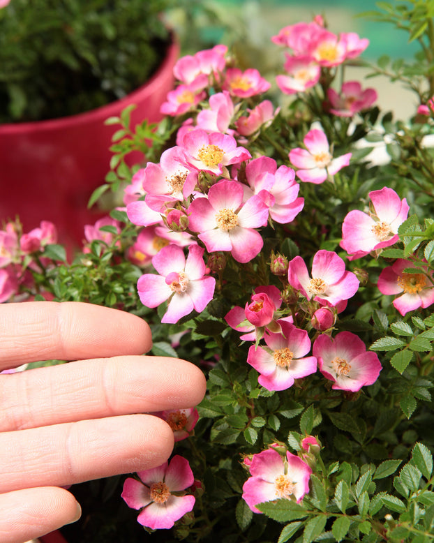 Rosa 'Cutie Pie'
