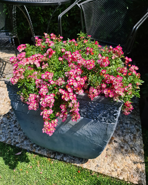 Rosa 'Cutie Pie'