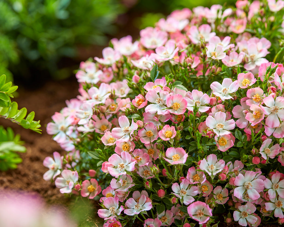 Rosa 'Cutie Pie'
