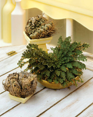 Rose of Jericho