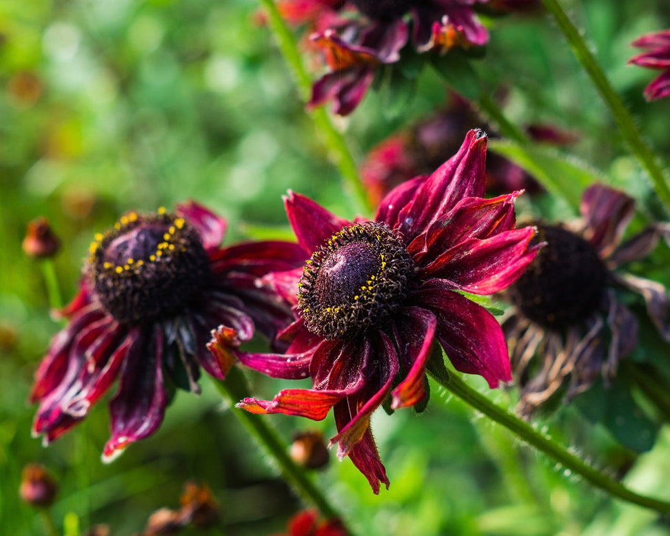 Rudbeckia 'Cherry Brandy'