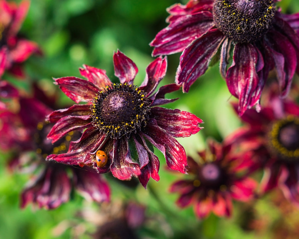 Rudbeckia 'Cherry Brandy'