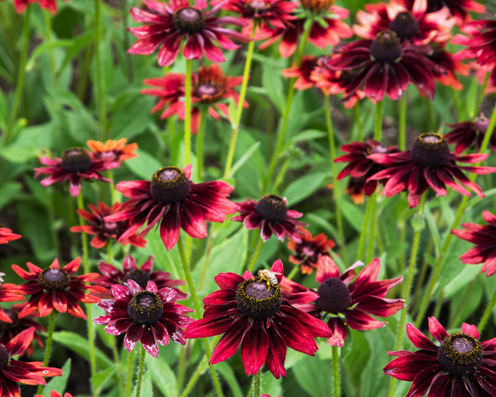 Rudbeckia 'Cherry Brandy'
