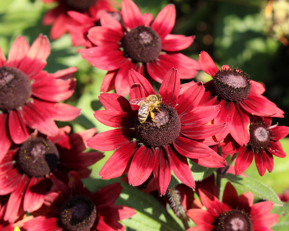 Rudbeckia 'Cherry Brandy'