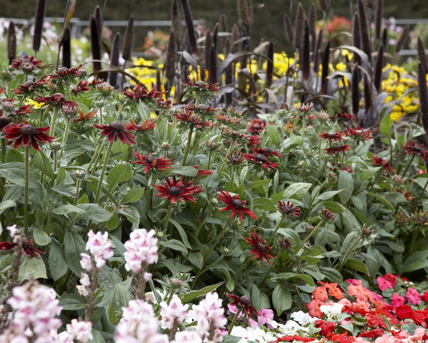 Rudbeckia 'Cherry Brandy'