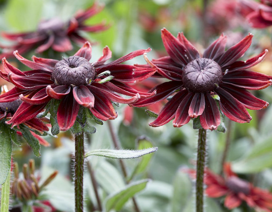 Rudbeckia 'Cherry Brandy'