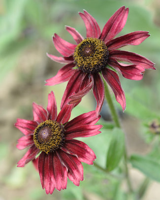 Rudbeckia 'Cherry Brandy'