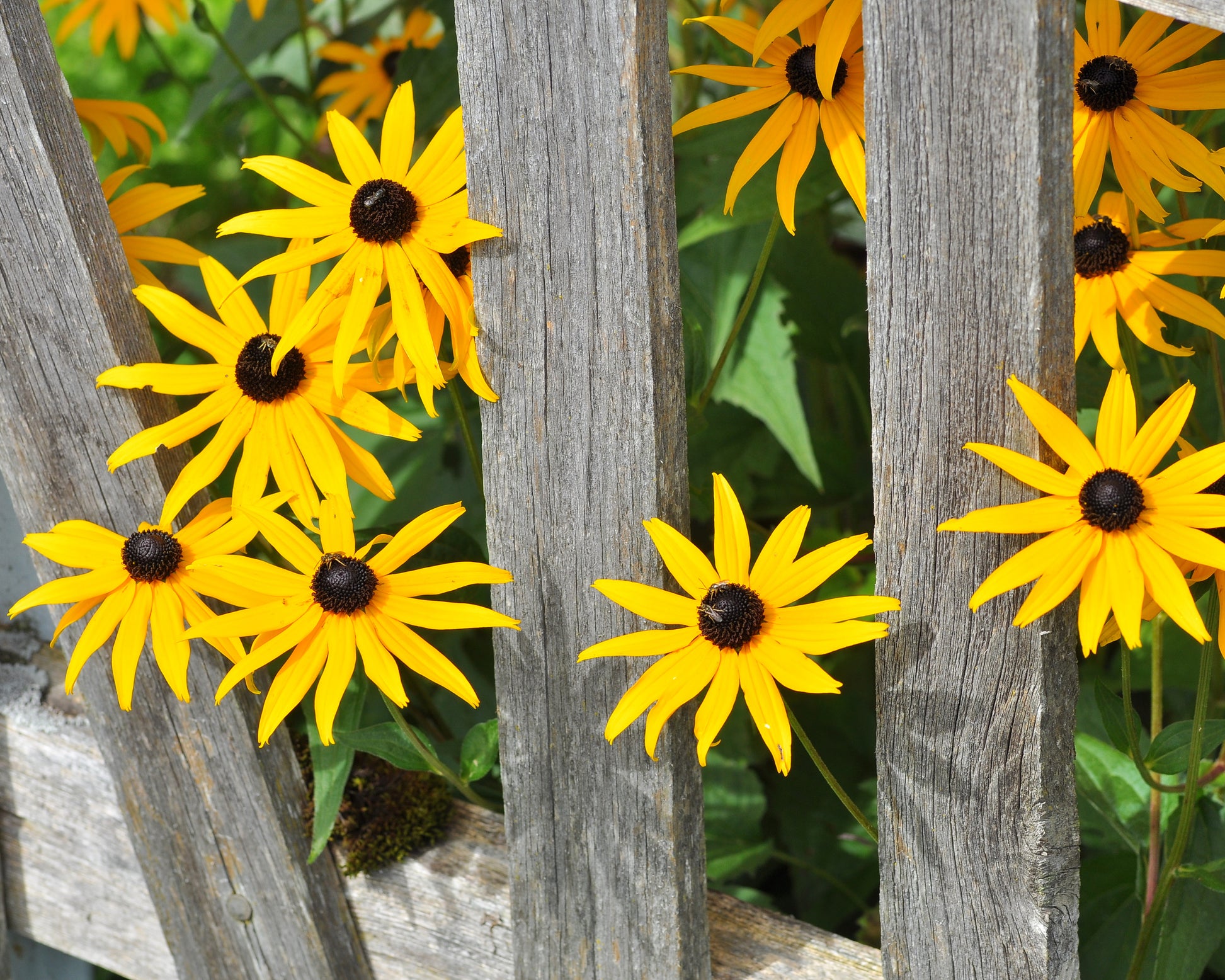Rudbeckia fulgida 'Goldsturm' bare roots | Buy 'Black Eyed Susan ...